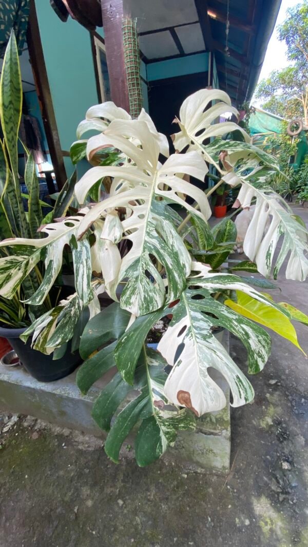 Huge size varigated monstera