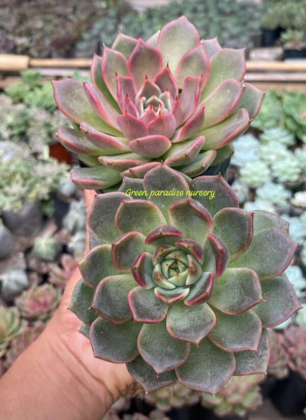 New colourful echeveria