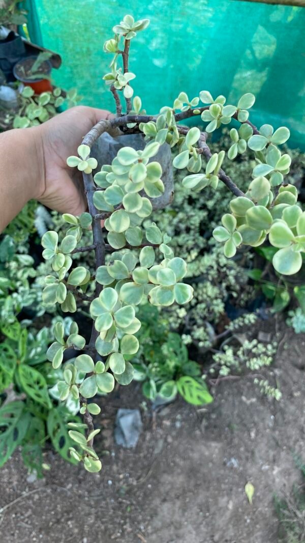 Elephant bush jade plant