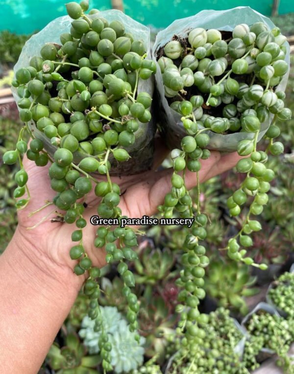 String of pearls two normal and variegated