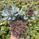 COMBO OF 3 COLOURFULL ECHEVERIA