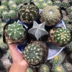 COMBO OF 6 FLOWERING CACTUS