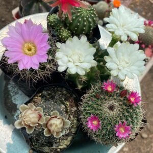 COMBO OF 5 FLOWERING CACTUS