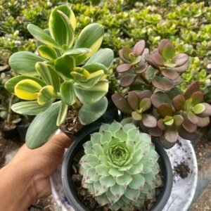 LAXMI KAMAL AND GOOD LUCK JADE PLANTS COMBO OF 3