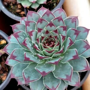 Laxmi Kamal simpervum