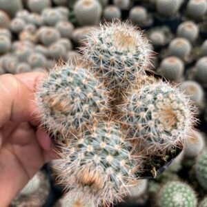 Multi head flowering cactus