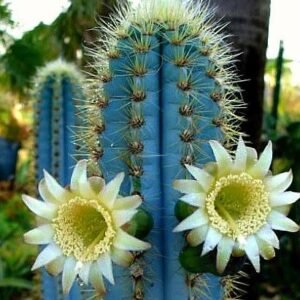 Blue flowering cactus