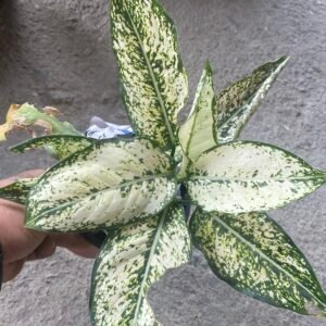 White AGLAONEMA good size