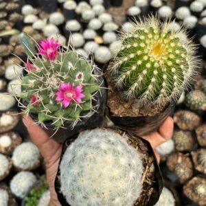 Combo of three beautiful cactus