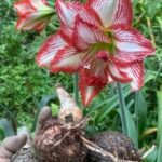 Amaryllis bulb 🌸🌼 (single )