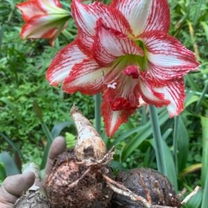 Amaryllis bulb 🌸🌼 (single  )