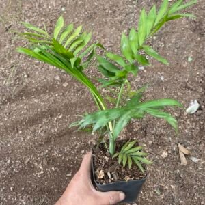 Chamaedorea palm 12 inch plant