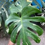 Thai constellation monstera