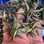 Varigated Haworthia (single plant)small size