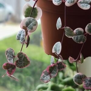 Variegated string of heart ❤️