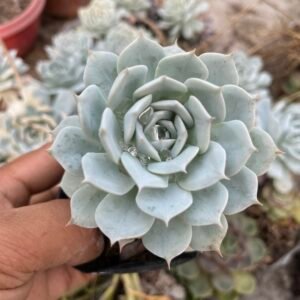 White prince echeveria