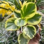 Peperomia yellow Varigated