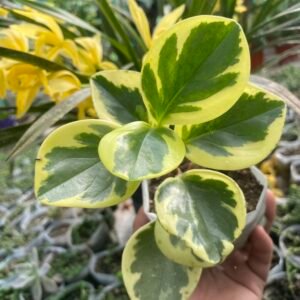 Peperomia yellow Varigated