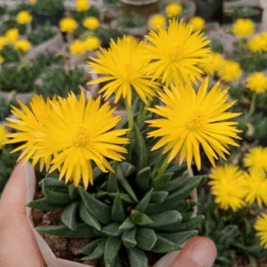 Bergunthus 2 pm flowering