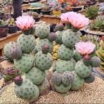 Tephrocactus imported single head only