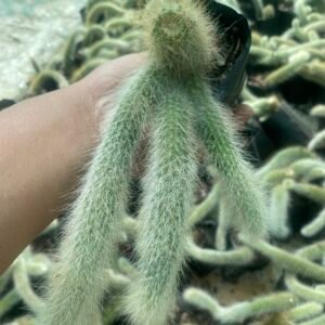 Monkey tail cactus multi head
