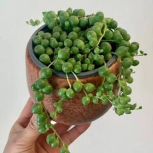 String of perals