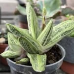 Hybrid gastria
